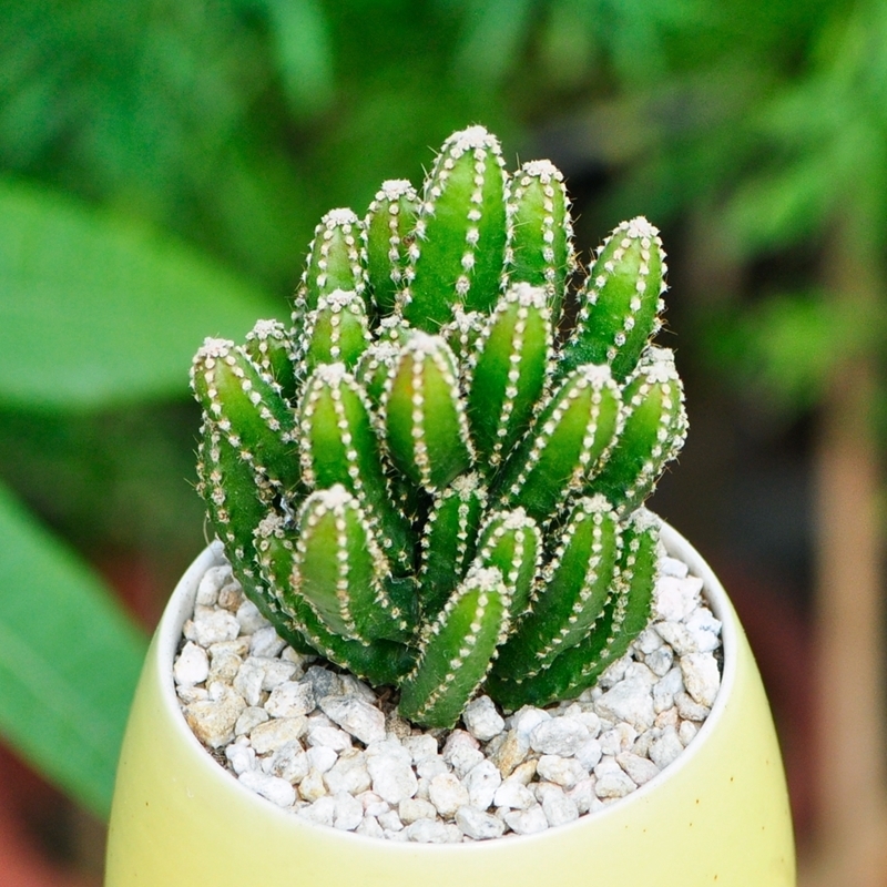 互联网时代|仙人掌防辐射这个说法,是什么时候开始流行的?