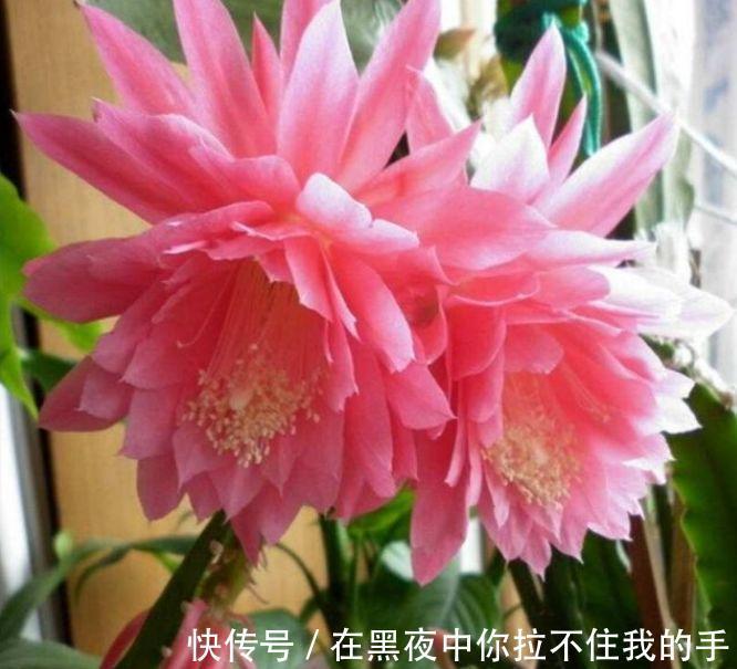 家里阳台养此款花，新手也能养爆盆，四季有花开，花香四溢飘满屋