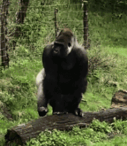 |搞笑GIF:这群臭小子坏得很