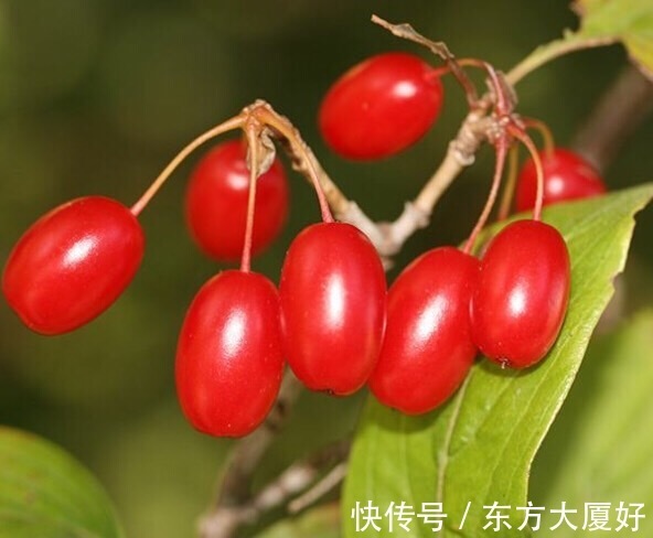 果子|女性过了40岁，可常吃3种果子，补气益血，淡化色斑！