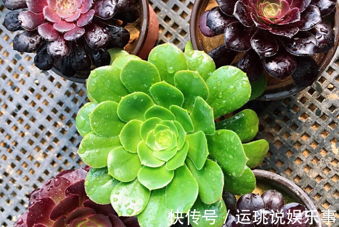 盆栽|天气渐热,盆栽多肉这3地方该小心了,不然度夏难、化水易
