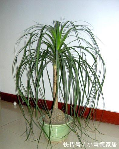 漂亮|6种“懒人花”吉利又漂亮,客厅养一盆,一个月不浇,也能挤爆盆