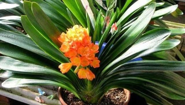 家养君子兰总是烂根掌握几个养护技巧,株形挺拔、四季常青