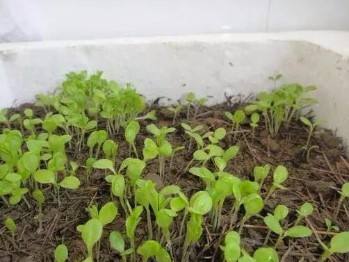 六种在家就可以种的菜,阳台种几盆,漂亮好吃有营养!