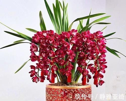 六种花从年前开到年后,花开灿烂、芬香四溢,喜庆又吉祥