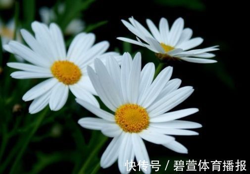 家里养花,就选“精品玫瑰”读书台玫瑰,绚丽多姿,高雅大气