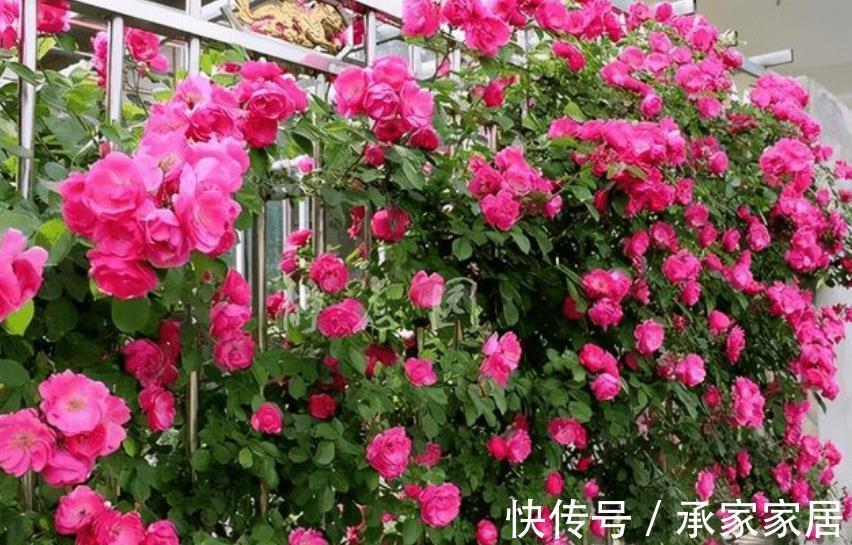 花卉|家门口有块空地,种上1种小红花,颜色艳丽香味浓郁,开出花海