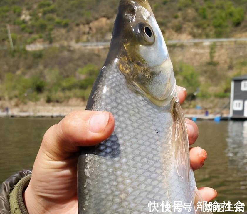 声响|钓鱼时不能大声说话,声音会把鱼吓跑,鱼真能听到人说话吗?
