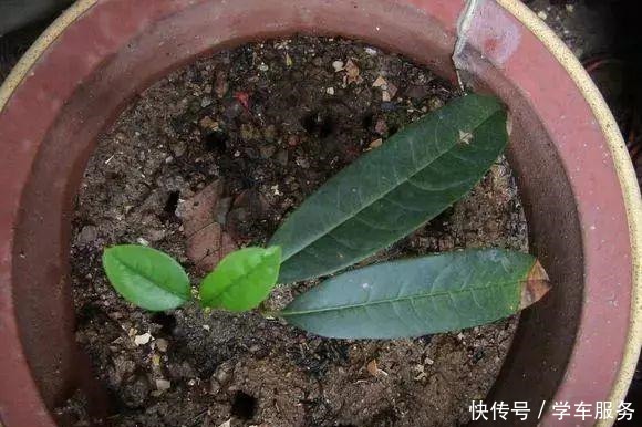 3种花,就得趁现在扦插,再晚就不生根了!3种花,就得趁现在扦插,再晚就不生根了!