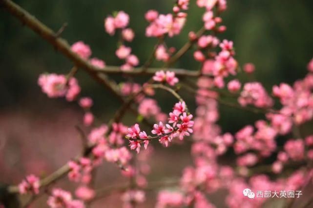 温柔|大英卓筒井的桃花开了，朵朵惊艳！快去沾沾桃花运