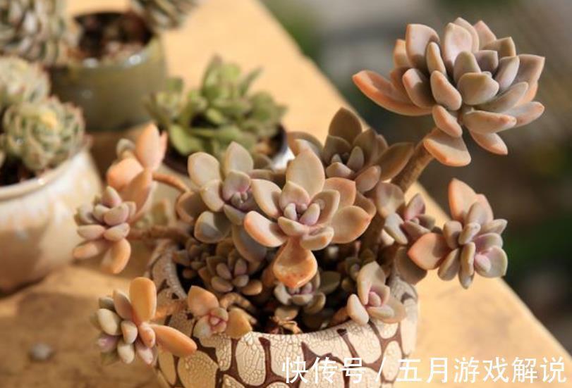 冬天养了4种漂亮多肉,保暖工作做到位,安全过冬上色美