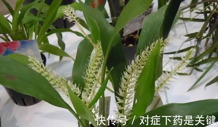 阳台上|为懒人准备的6种盆栽花卉, 一两个月忘记浇水也能活得滋润!