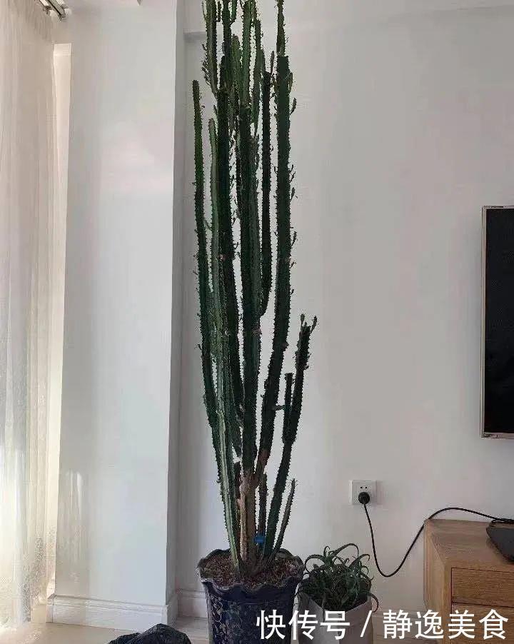 懒人养花首选这三种,省心省力又好养,霸气镇宅添福气,人人都喜