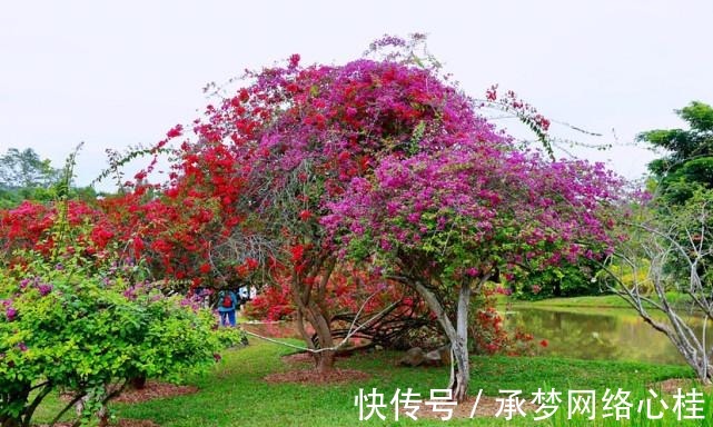 水生植物|中科院热带植物园，有一种能伴随着歌声翩翩起舞的植物，太神奇了