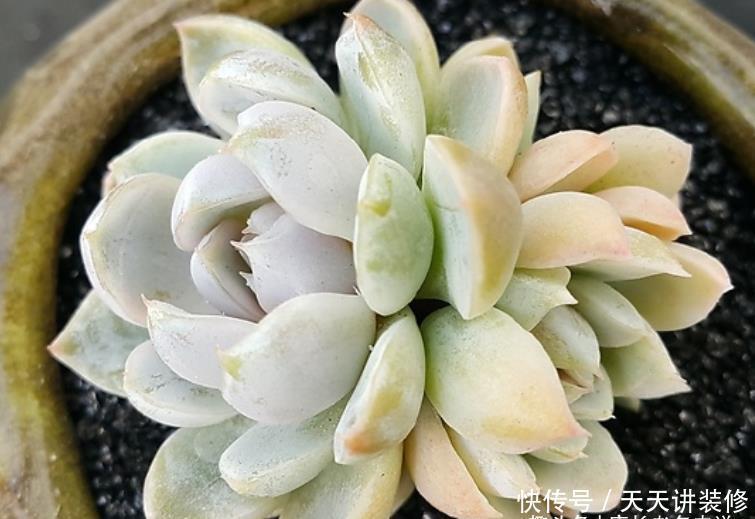 多肉粉蓝鸟和雪兔都非常的好养，那么哪个品种更适合阳台养护呢？