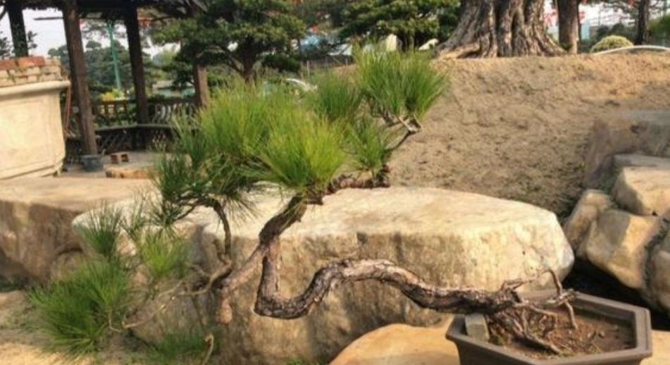 养盆景,常用“5种树”,造型美观,漂亮大方