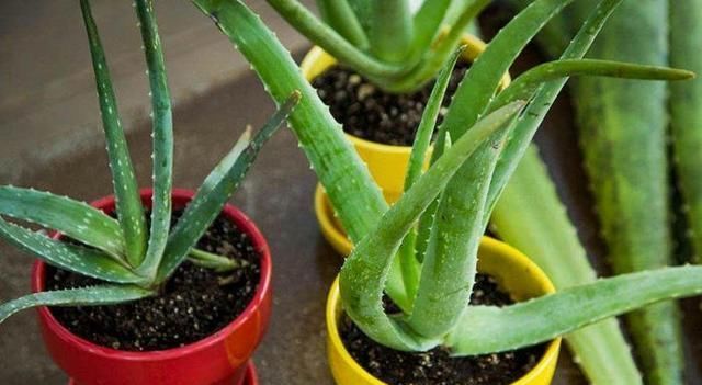 卧室放了2种花,天气再热也不怕失眠,净化空气很干净