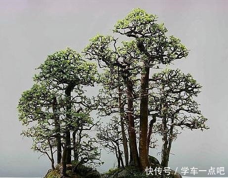 新手玩盆景到底该如何开始终于知道开头了，咋想都错，要这样做！