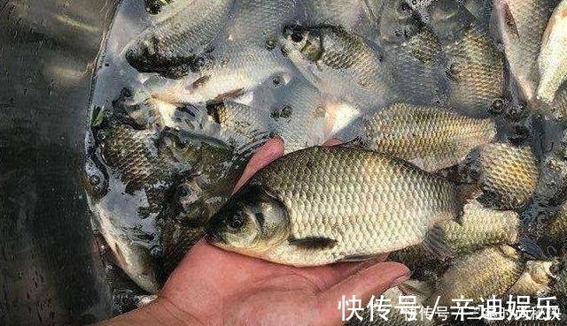 钓鱼|教你用羊油做饵料,一看就会!初春钓鱼时用上,鲫鱼都抢着来咬钩