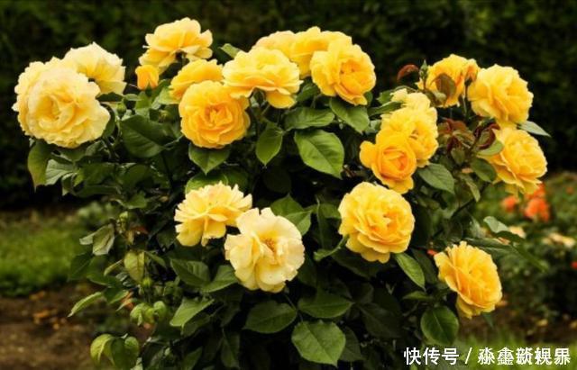 黑斑病|养花时很容易出现的6种病虫害，蚜虫、介壳虫和红蜘蛛都要可清除