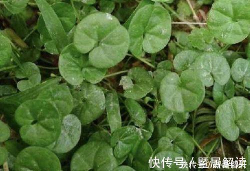 盆栽|在河边，碰到“1种野草”请珍惜，人称“马蹄金”，当盆栽值钱