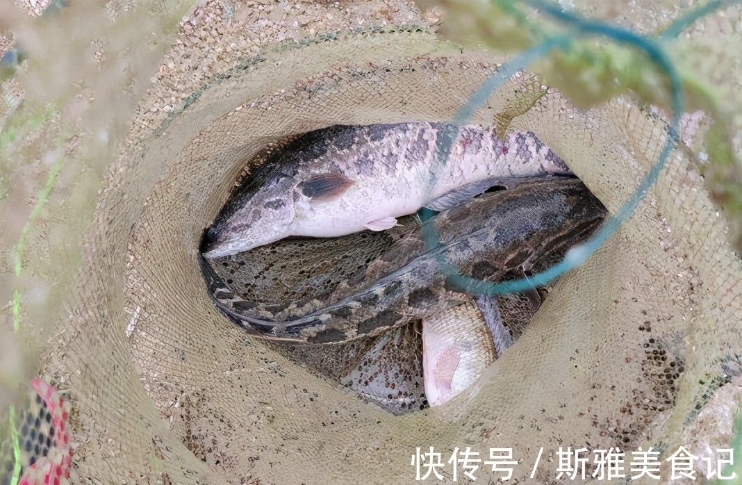 广东|广东一水库黑鱼“大爆发”，老大爷：有人倒了十几车