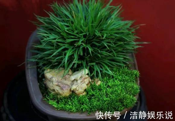 兰花|3种花“品味高”,放在家里有档次,格调高雅都说好看!