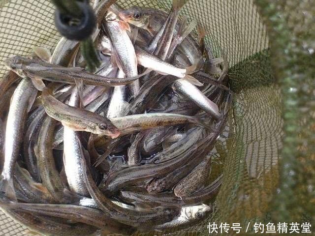 大别山|大别山下，淠水河中，此鱼甚多，我们本地人叫它“船钉”