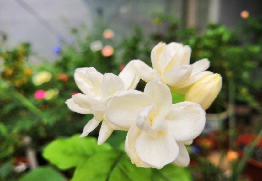 茉莉年年冬天死?症结就在这5点,做好了没毛病