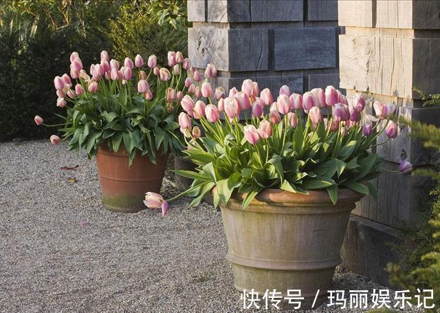 绿植|室内养殖花草,该注意哪些?挑选什么品种合适?