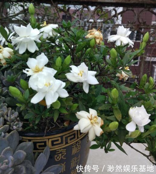 花苞|刚买的栀子花,养护“别大意”,一盆水浇下去,花苞全落地!