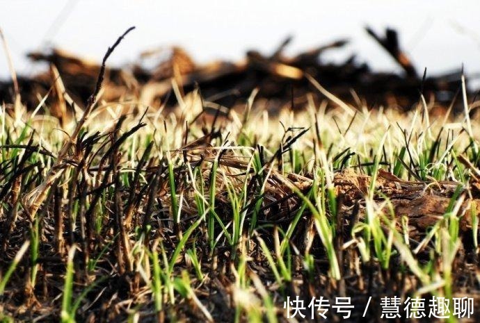 白居易!读了这么多年“离离原上草”,“离离”是什么意思?很多人还不知