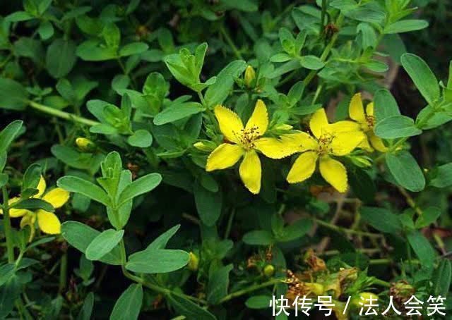 阴道炎|妇科中医：女人不想阴道炎臭死人，常吃四物，轻松杀菌消炎