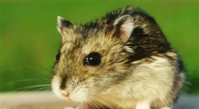 李靖#《西游记》中,有个女子等了唐僧300年,再见时唐僧却忘了她是谁