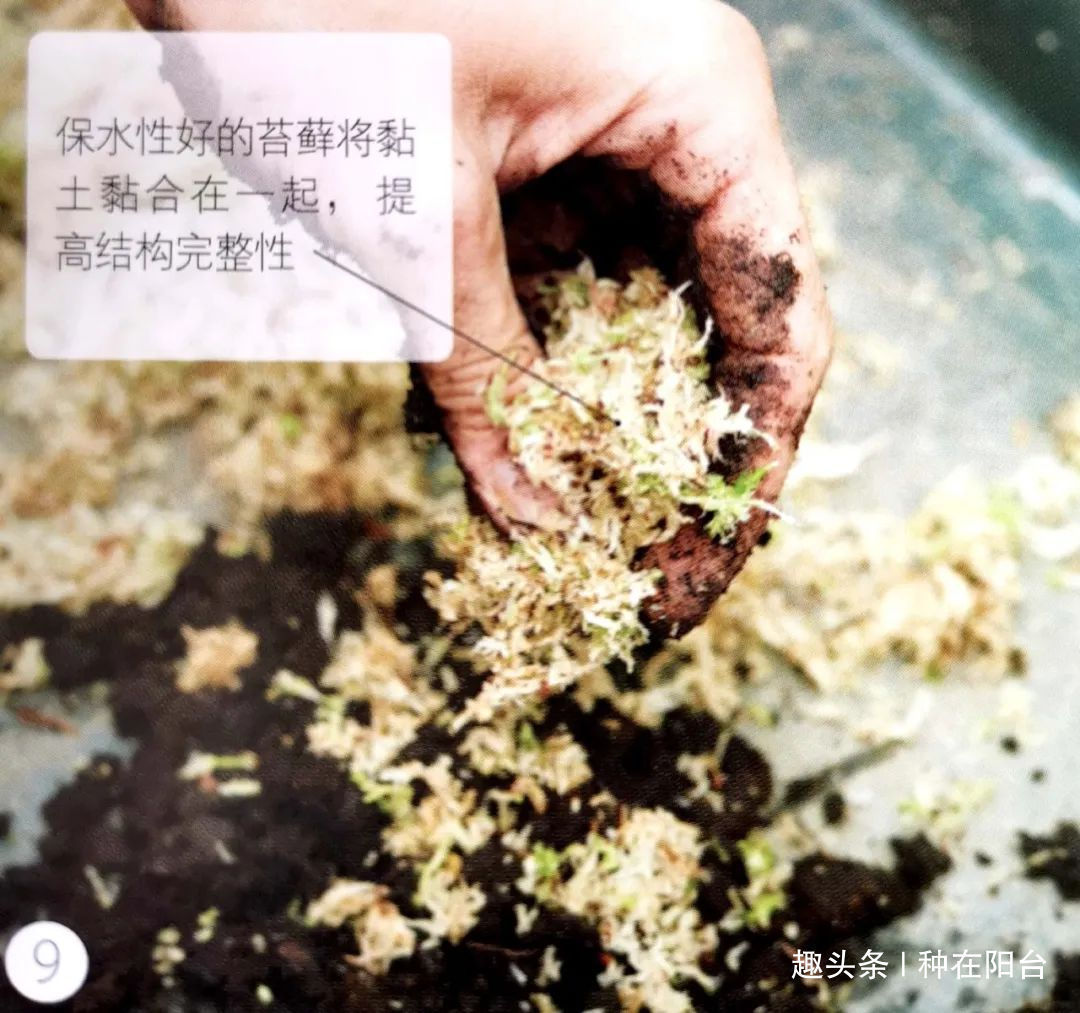 魅力|“岩石与树枝”一步步完美契合，叹服附石盆景的魅力无人能挡！