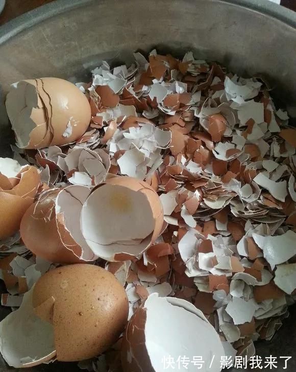 骨粉|养花不开花?自制“开花肥”,浇盆里猛开花,不用花钱买