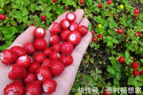 野果子|农村被嫌弃的“野草莓”,小时候摘了不敢吃,其实价值异常珍贵!