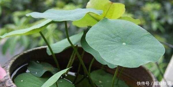 养盆栽睡莲、碗莲,一个小技巧,叶子蹭蹭长满盆,一次开10朵