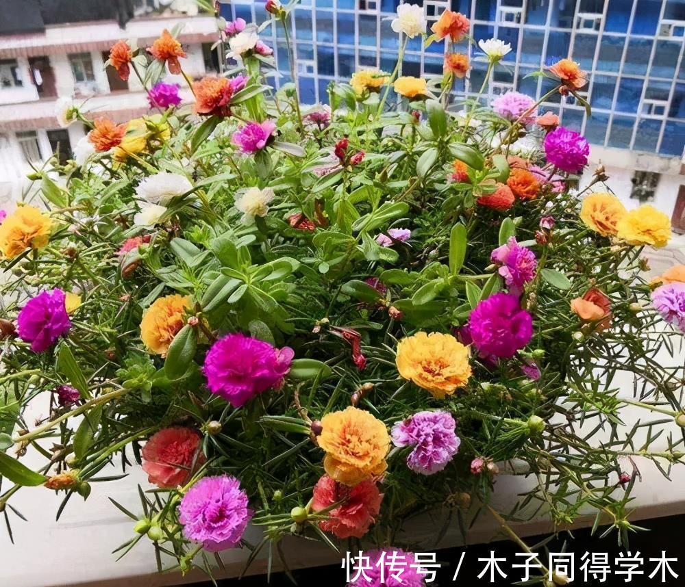 金枝玉叶|4种漂亮花，7月别忘了修剪，还能再开一茬花，剪得越狠花朵越多