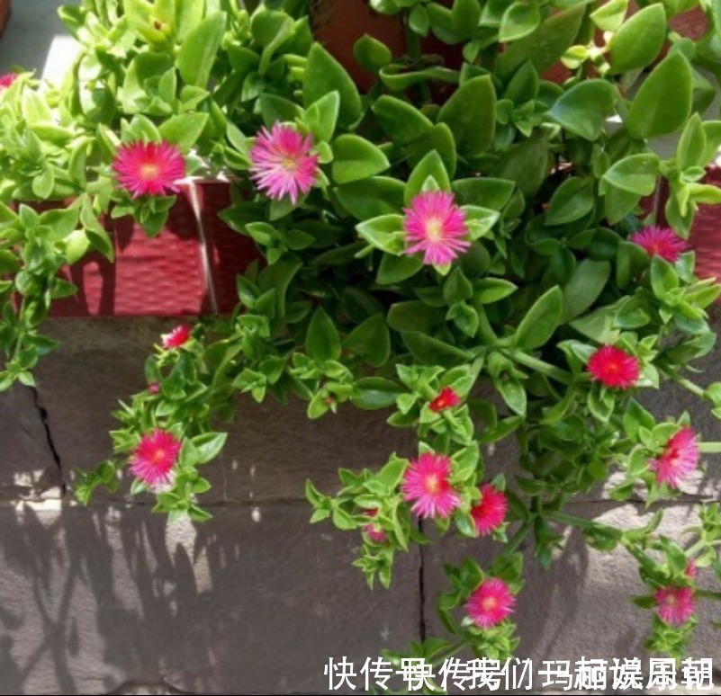 清新|最适合卧室摆放的9种植物，清新素雅，安全无毒，还特好养活