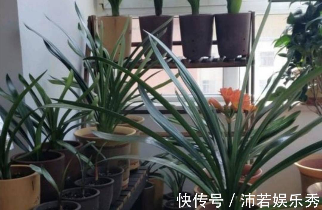 花芽|天气转凉,君子兰恢复生长,给它做好4件事,有助于开花