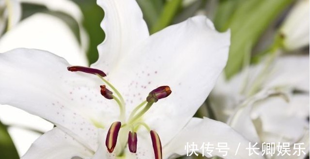 百合花|百合花养护“5步走”，花朵硕大高雅，花开爆盆，满屋飘香