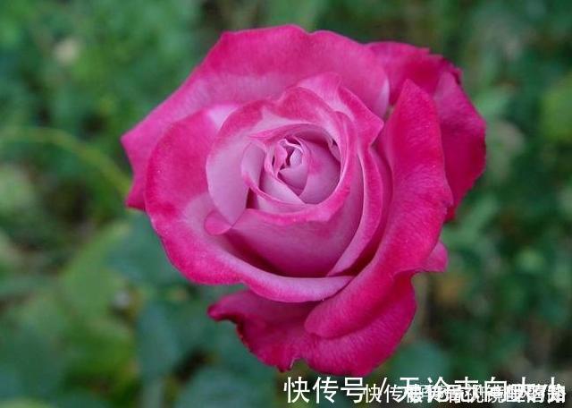 月季|20款紫色月季品种。浓香、抗病非常好养,天然紫色唯美盛开