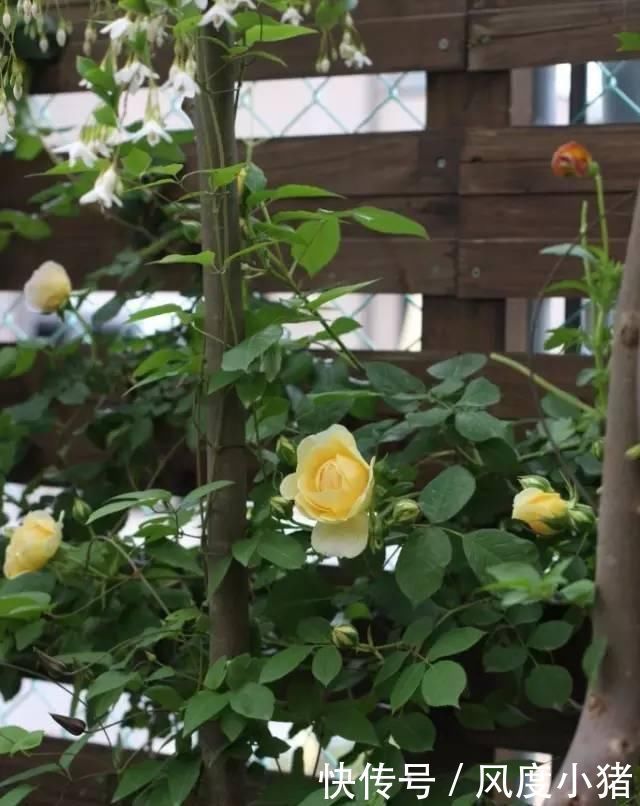 种植|家里有院子不如搞个种植池,这几样植物推荐给你