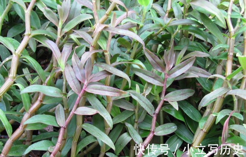 有了农村来的这几样东西,再名贵的花卉都可以养的很好