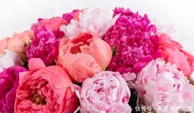 泡水|用玫瑰花茶泡水时,要注意这3个“误区”,很多人可能泡错了