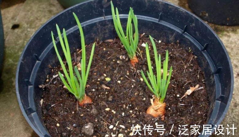 洋葱根|室内种洋葱，随手种一块，小洋葱蹭蹭长