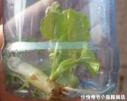 塑料瓶|家里常丢掉的“垃圾”,秒变“扦插利器”,大白根嗖嗖冒,忒好活