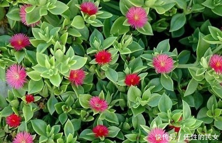 养护|这花一根枝条就能活,花开的美不胜收,怎么养护你知道吗