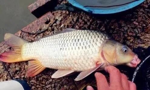 鲤鱼喜欢吃什么味的果酸？